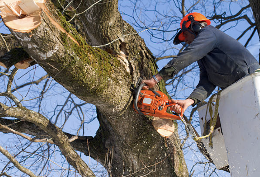 tree pruning in Sundance